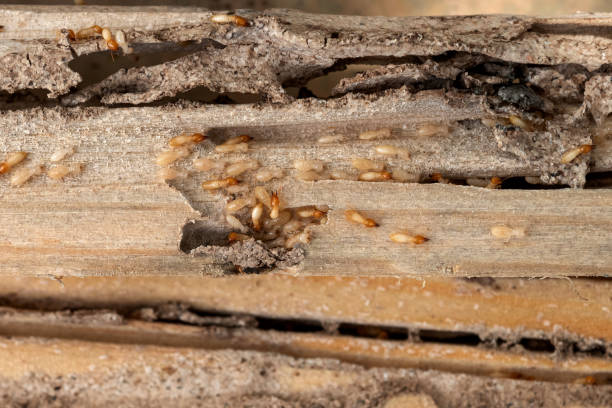 Best Wildlife Control Services  in Little River, SC