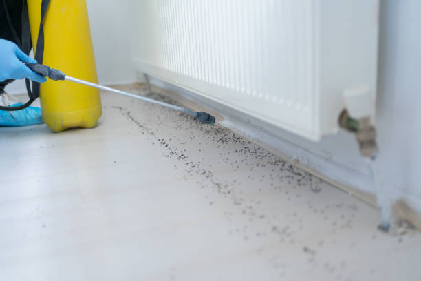 Best Mosquito Control Services  in Little River, SC